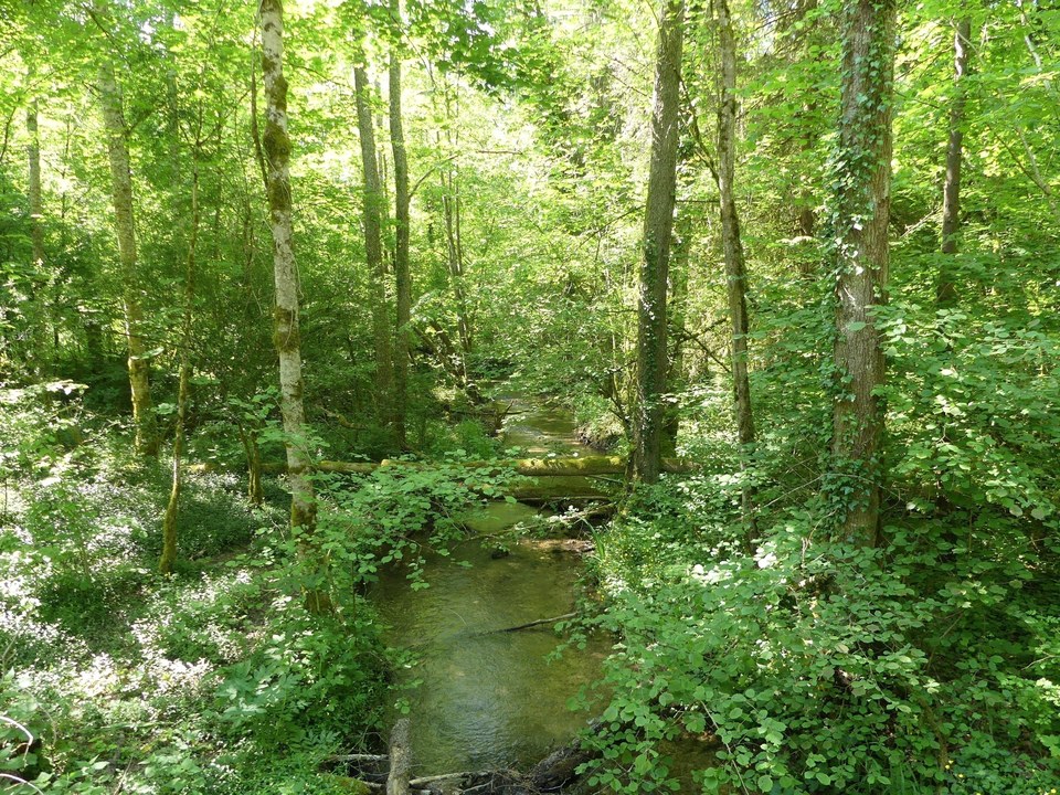 Ruisseau du Canal