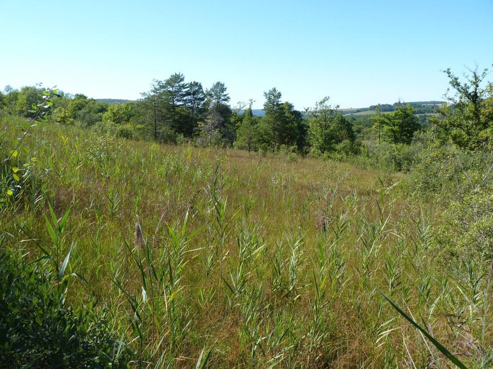 Marais du Cônois