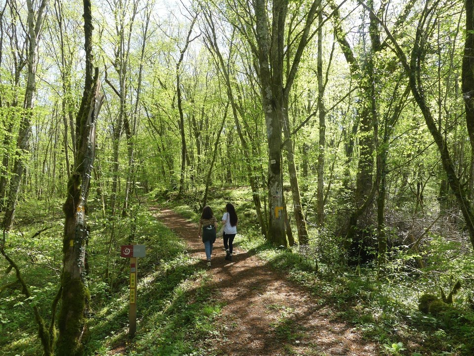 Promeneurs dans la forêt d'Auberive