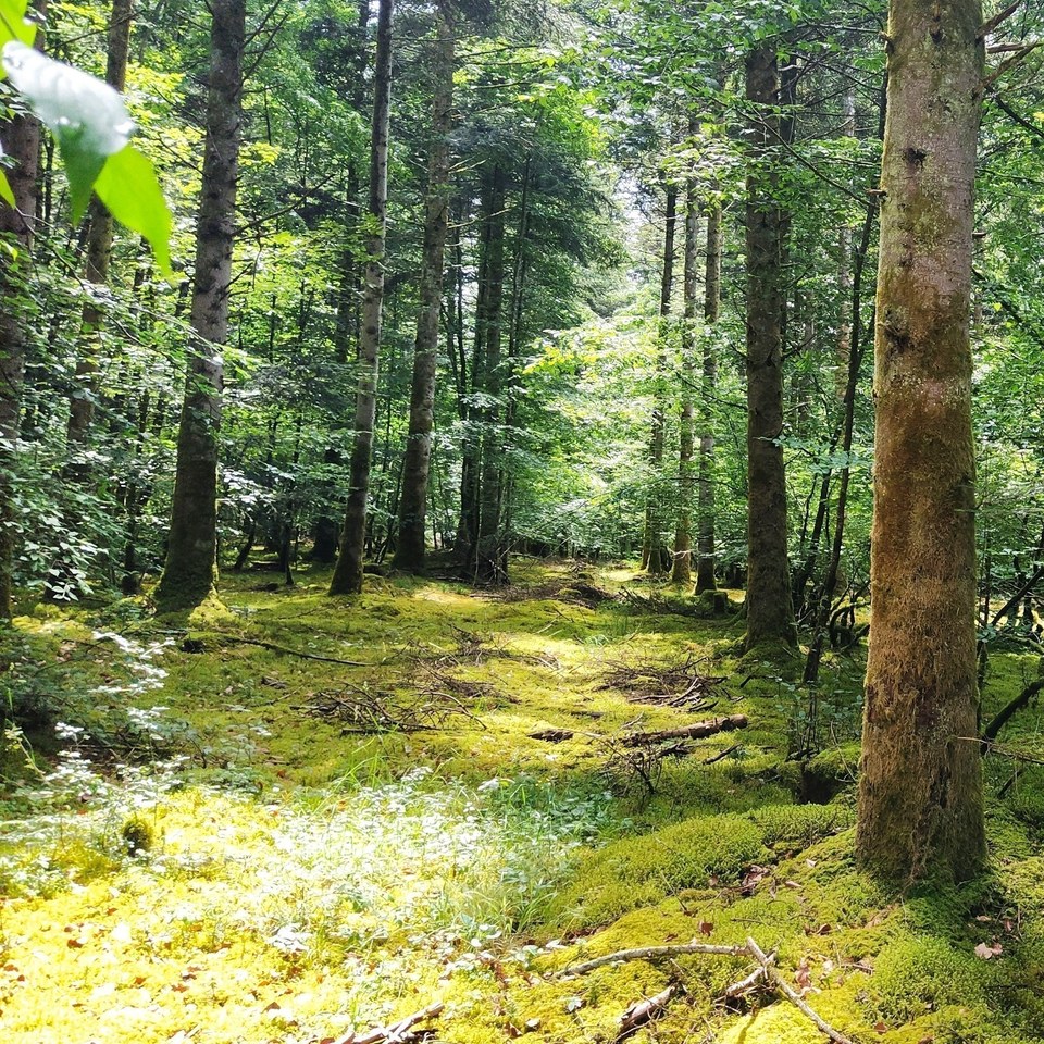 Source de l'Aube