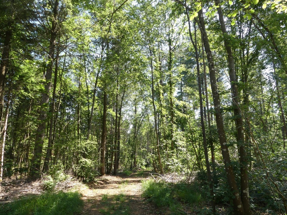 Forêt à Bay-sur-Aube