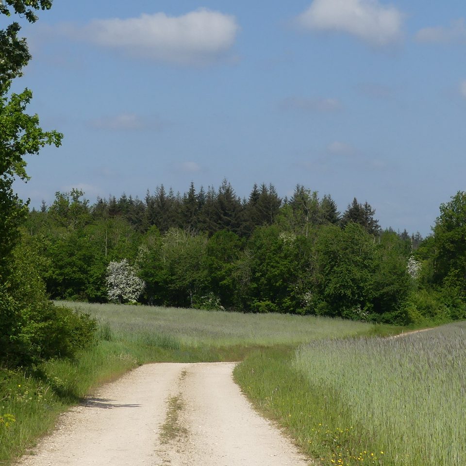 Champs de céréales sur la Montagne