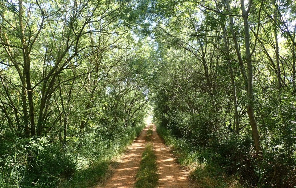 Ripisylve au bord du chemin