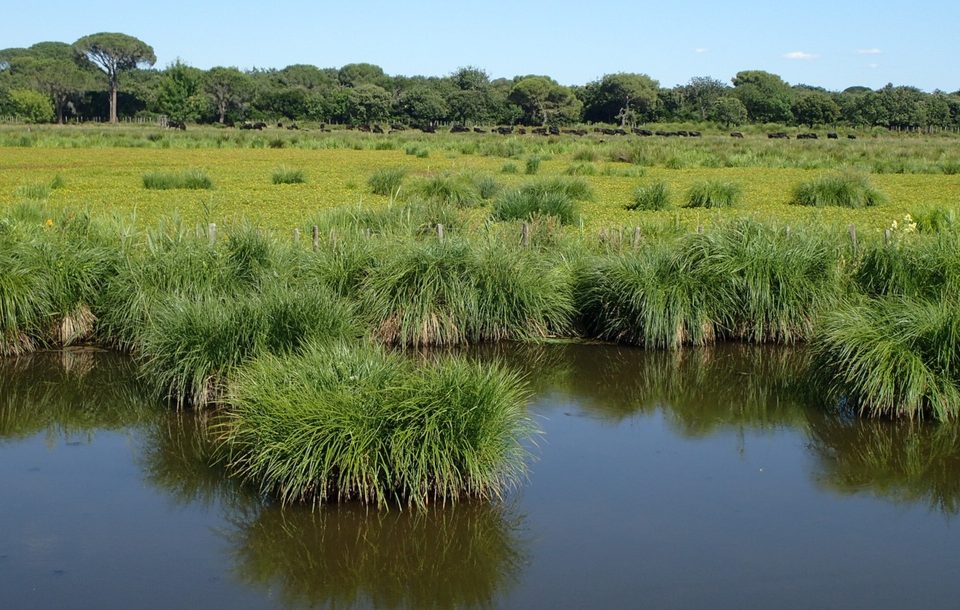 Marais et taureaux