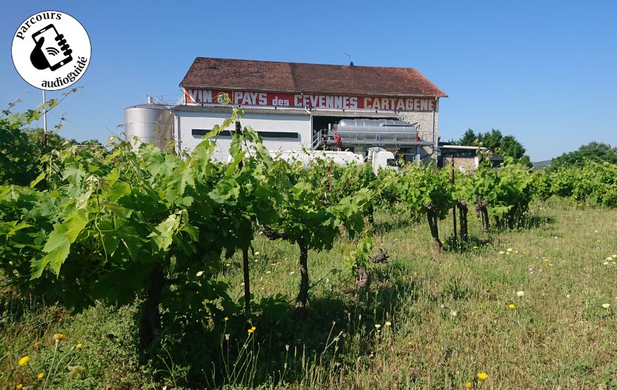 Balade sur le terroir IGP Cévennes