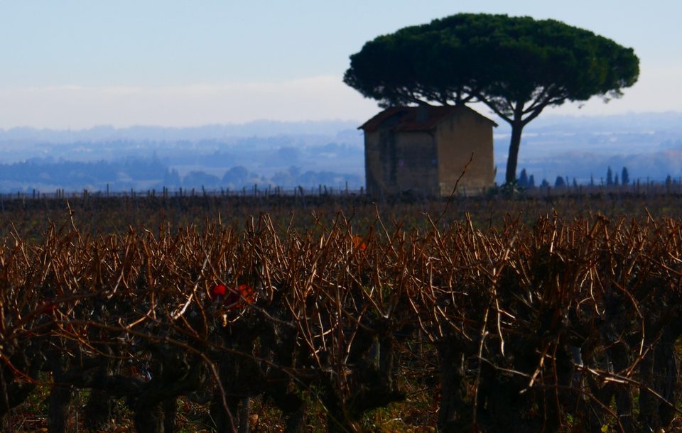Vigne des Costières