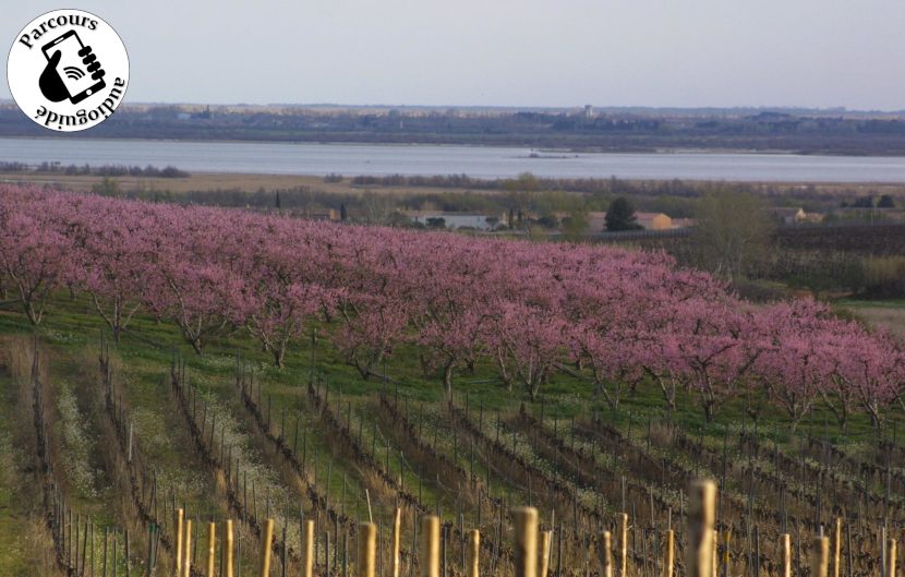 Verger en Costières