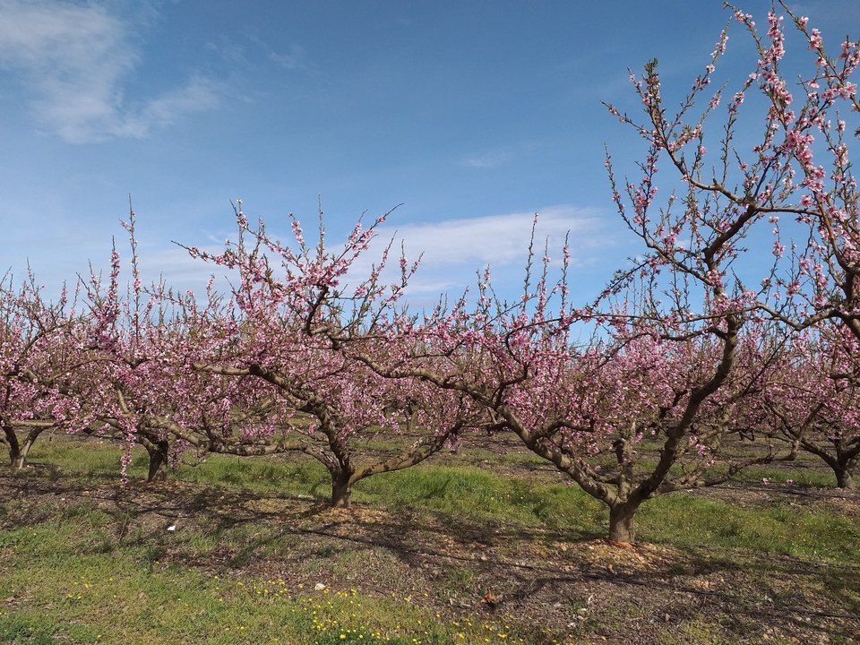 Pêchers en fleurs