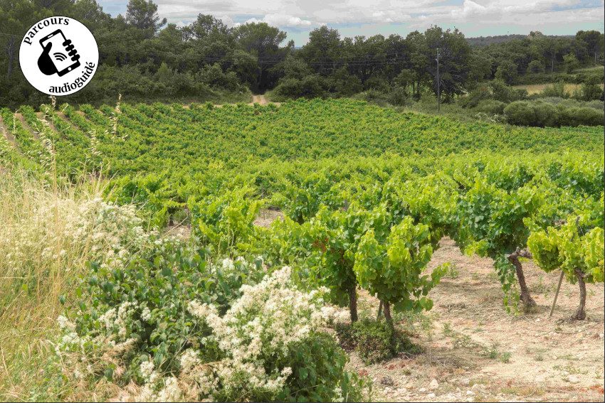 Randonnée Entre vignobles et collines
