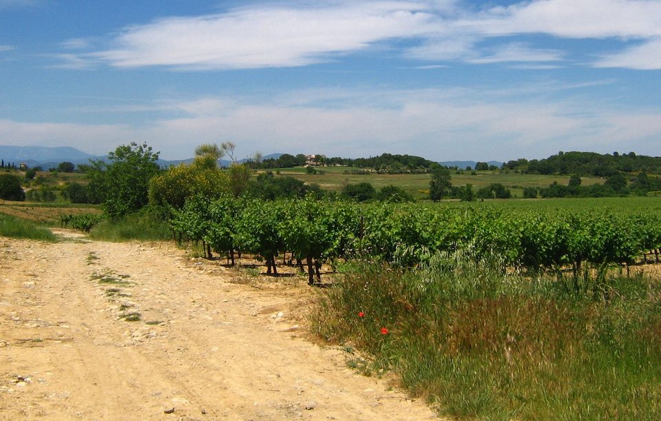 Au coeur des vignes