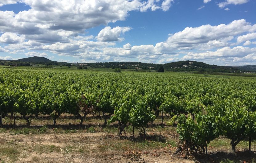 Vignoble Côte du Rhône