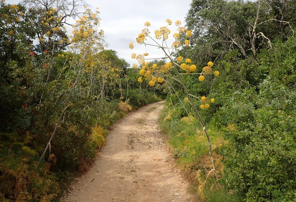 Chemin bordé de Grande Férule