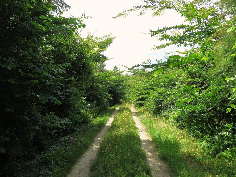 A l'ombre des ormes