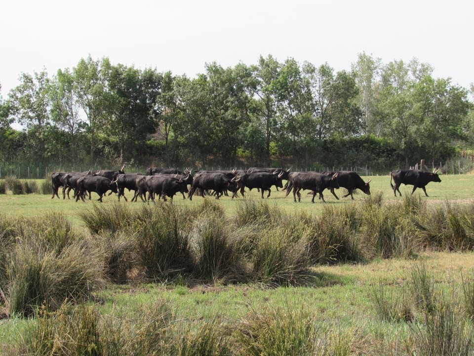 Manade de taureaux dans les prés de Le Cailar (© Office de Tourisme Cœur de Petite Camargue)