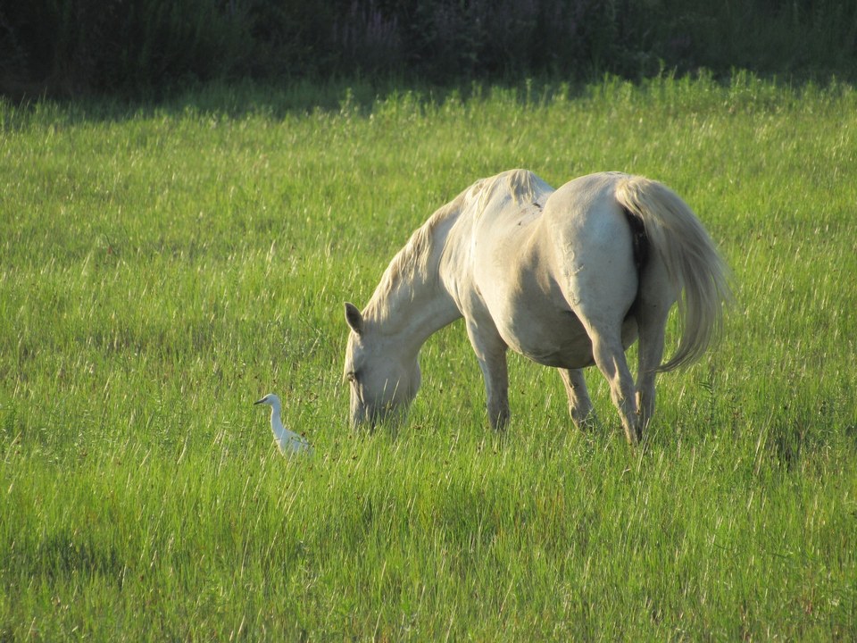 Cheval de Camargue et son aigrette garzette (© Office de Tourisme Cœur de Petite Camargue)