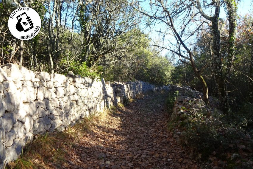 Randonnée Les chênes de Coutach