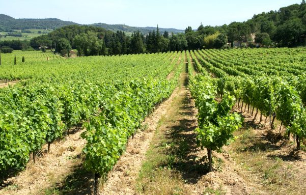 Vignoble Côte du Rhône