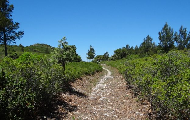 Garrigue d'Aramon