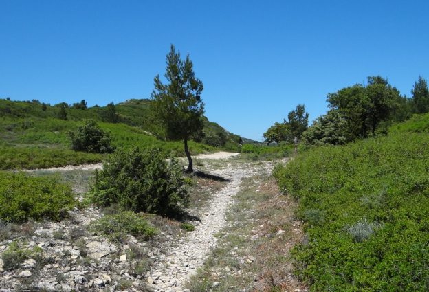 Garrigue d'Aramon