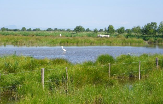 Les marais de la Tour Carbonière