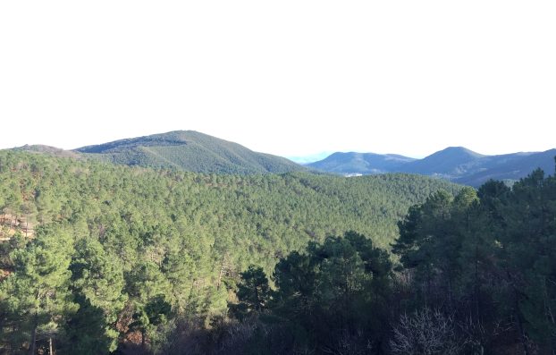 Forêt du Rouvergue
