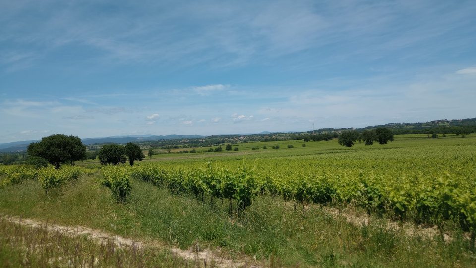 Vignes et contreforts des Cévennes