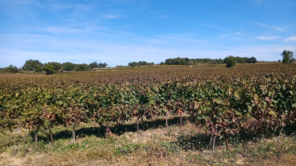Promenade à cheval - Saint Cézaire de Gauzignan