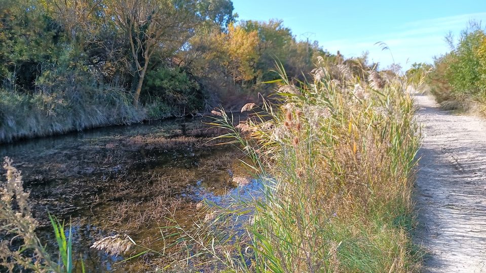 Promenade à cheval - Saint Laurent d'Aigouze