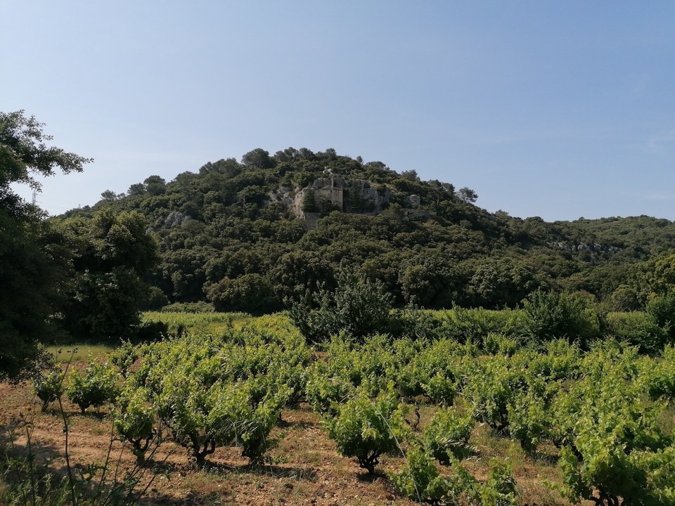 De Garrigues en Vignes