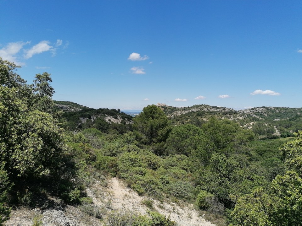 Garrigues et bois communaux