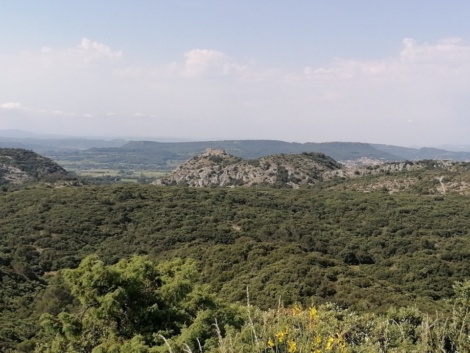Sous-bois de garrigues autour du Castellas