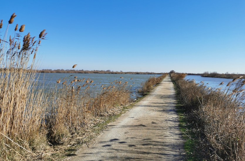 Chemin entre les marais