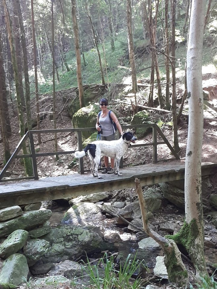 Pont en sous bois