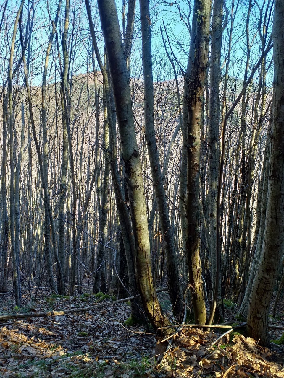 Castans - les ruisseaux anes
