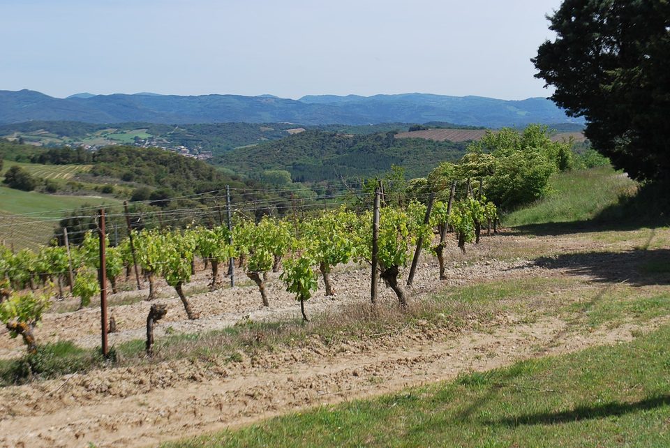 Vignes