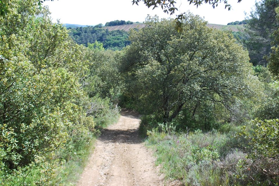 Vignes