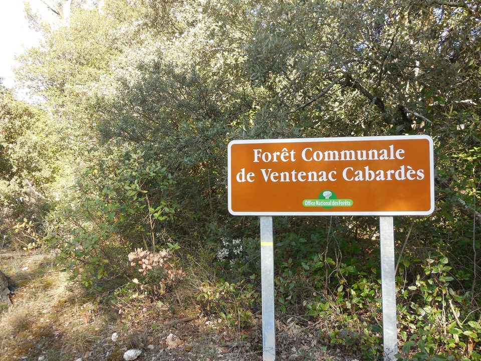 Vignes