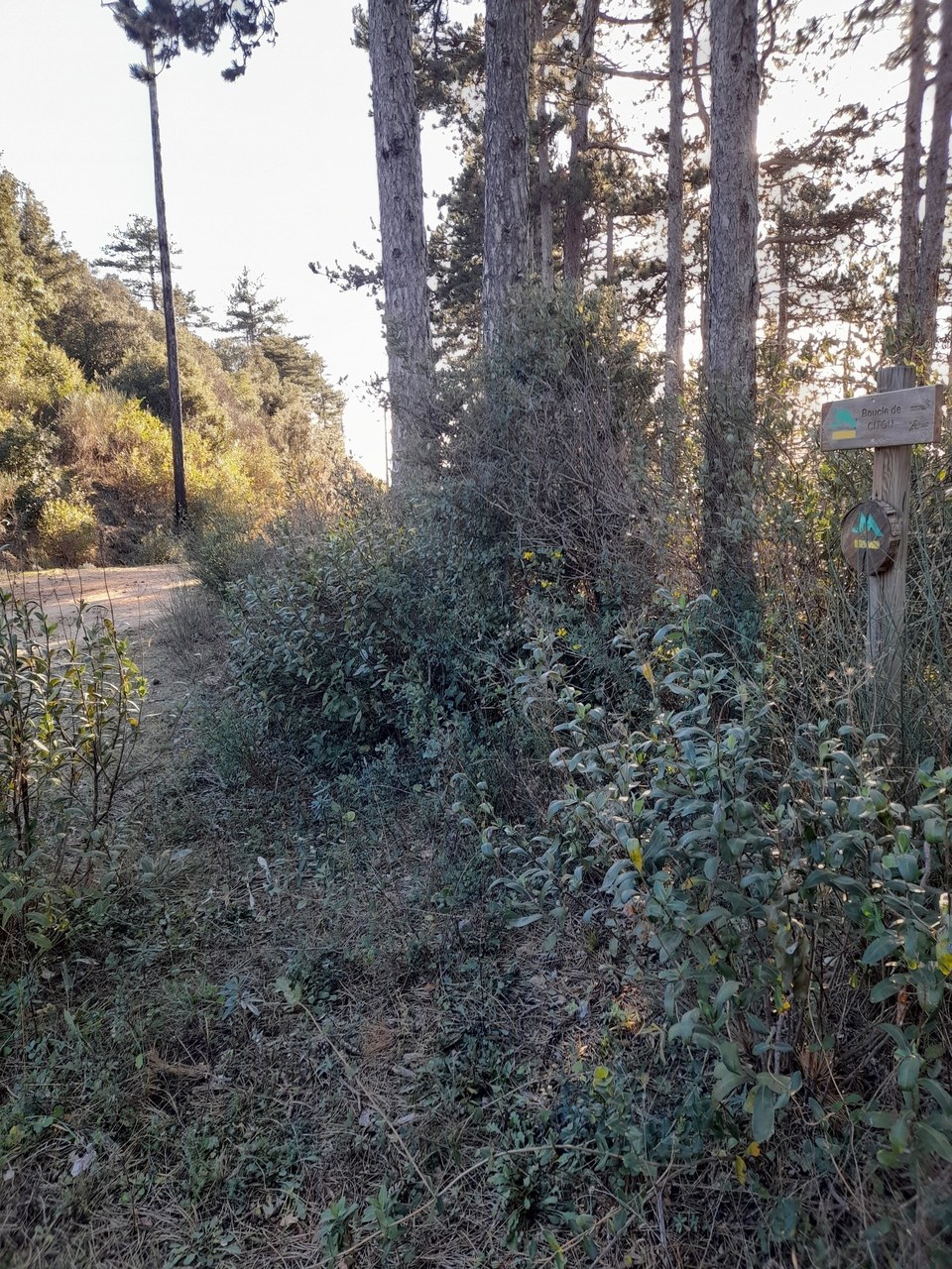 6.4-P-CITOU-Boucle de Citou-Sentier du Marbre (1)