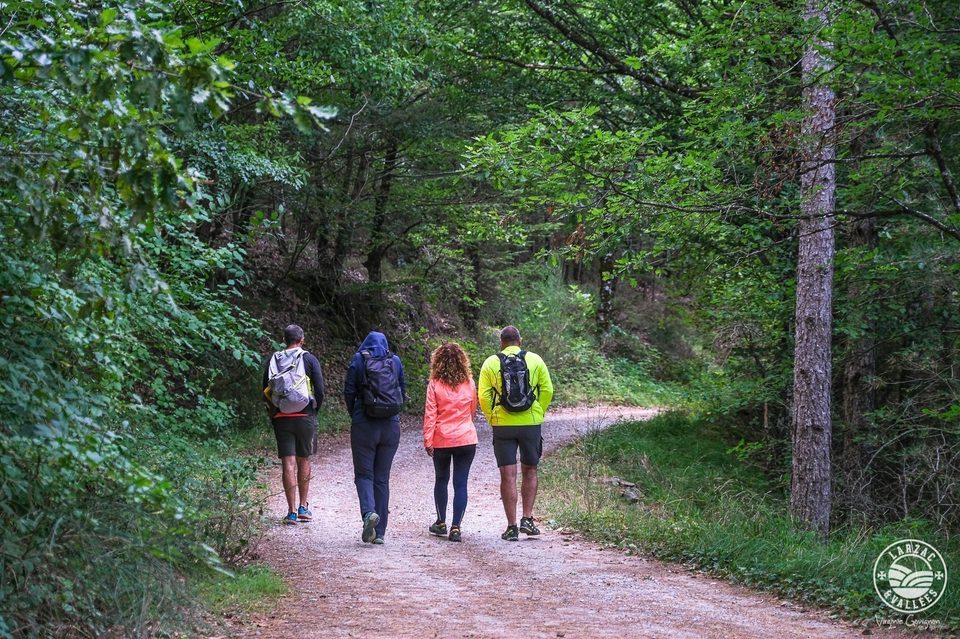 Dans les bois
