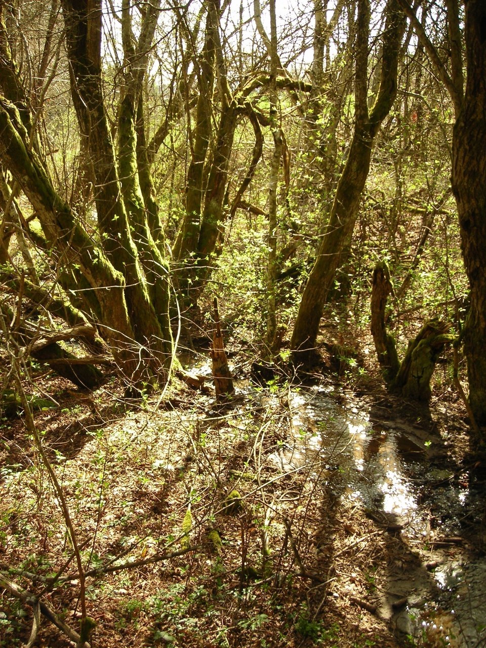Aux sources du Viaur