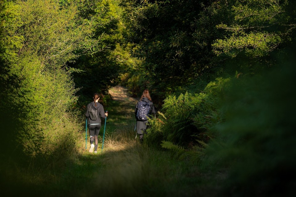 Montée dans les sous-bois