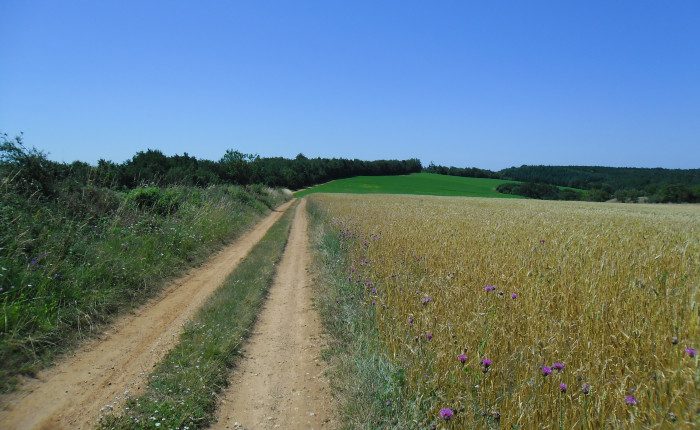 causse_begon