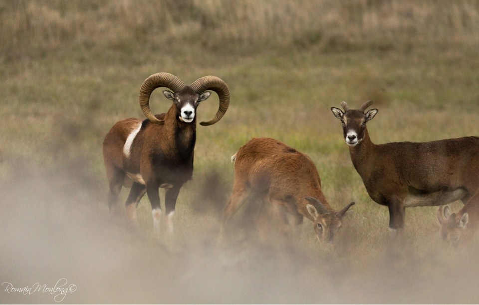 Mouflon sur le causse
