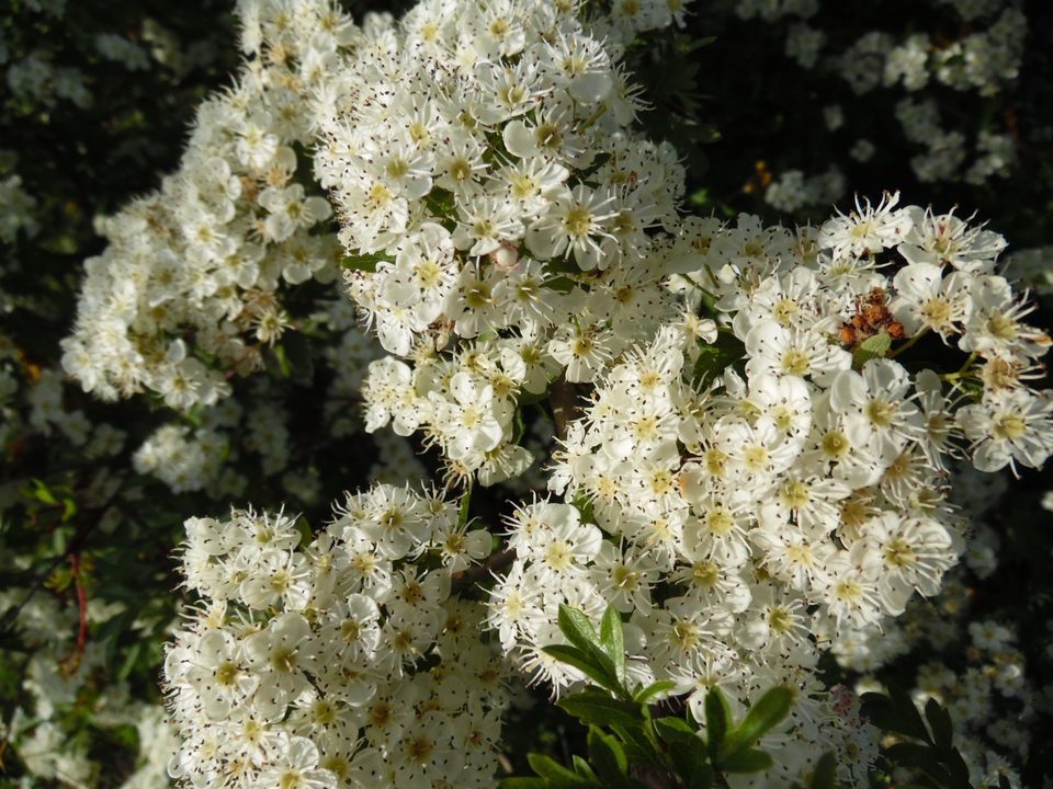 Aubépines