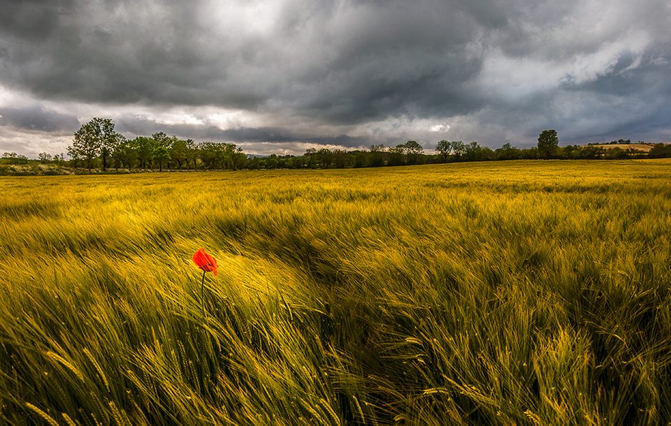 Champ de blé sur le Causse