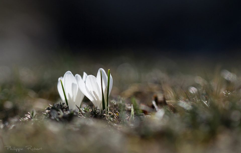 Fleur au bord du Lot