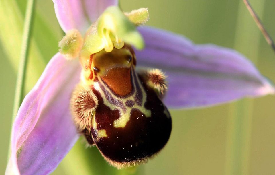 Orchidée