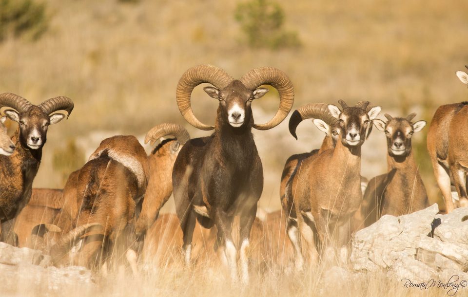 Troupeau de mouflons