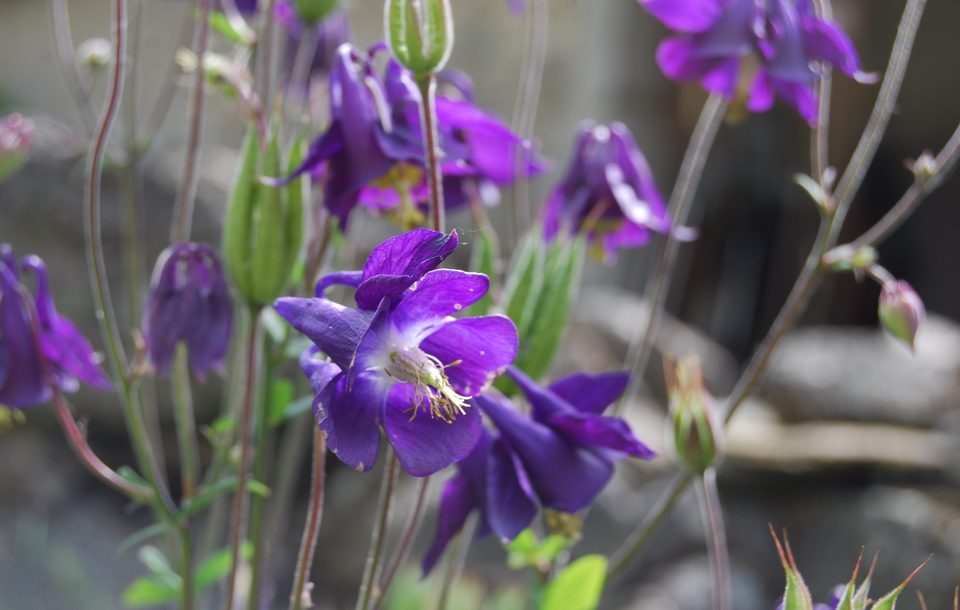 Fleur en bordure du Lot