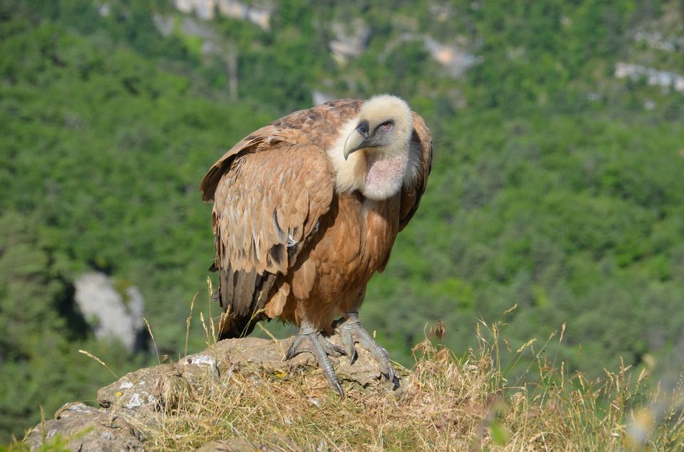Vautour fauve